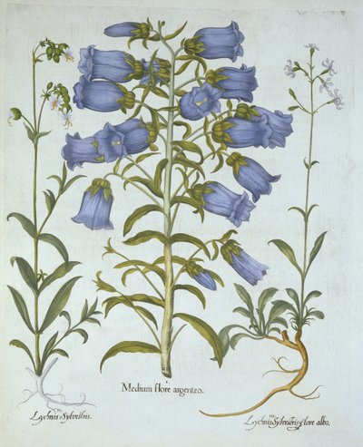 Canterbury Bells, Witte Blaasjeskruid, Nottingham Catchfly, uit Hortus Eystettensis, door Basil Besler, gepubliceerd 1613 door German School
