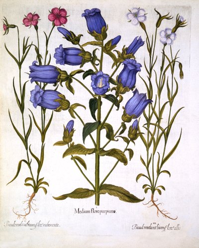 Mariëtteklokjes en Korenbloemen, uit Hortus Eystettensis, door Basil Besler, 1613 door German School