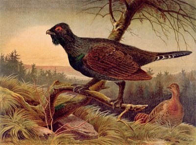 Auerhoen, plaat uit Brehms Tierleben: Allgemeine Kunde des Tierreichs, vol.5, p.474, gepubliceerd door Bibliographisches Institut, 1892 door German School