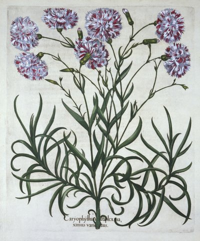 Anjer, uit Hortus Eystettensis, door Basil Besler, gepubliceerd 1613 door German School