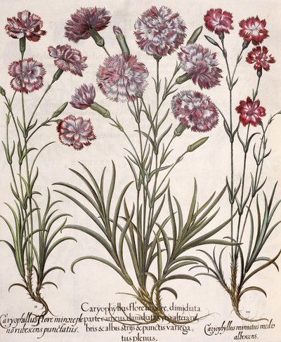Anjers: 1.Caryophyllus flore majore; 2. Caryophyllus flore minor pleno rubescens punctatus; 3.Caryophyllus miniatus medis albescens, uit de Hortus Eystettensis door Basil Besler (1561-1629), uitgegeven door German School