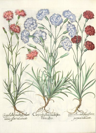 Anjers: 1.Caryophyllus multiplex flore albo; 2.Caryophyllus multiplex laciniosus flore incarnato; 3.Caryophyllus multiplex flore purpureo rubescente, uit de Hortus Eystettensis door Basil Besler door German School