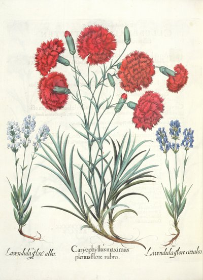 Anjers en lavendel: 1.Caryophyllus maximus plenus flore rubro; 2.Lavandula flore albo; 3.Lavandula flore ceruleo, uit de Hortus Eystettensis door Basil Besler (1561-1629), uitgegeven 1613 door German School