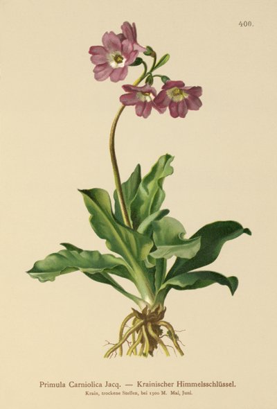 Karniolische Sleutelbloem (Primula Carniolica) door German School