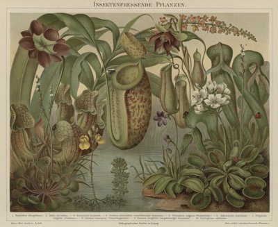 Vleesetende planten door German School
