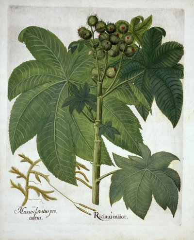 Wonderboom, uit Hortus Eystettensis, door Basil Besler, 1613 door German School