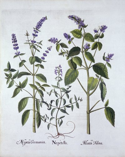 Kattekruid en Kattenkruid, uit Hortus Eystettensis, door Basil Besler, gepubliceerd 1613 door German School