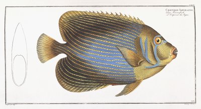Chaetodon Imperator door German School