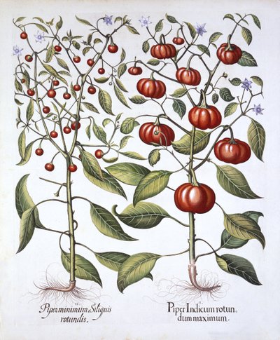 Chilipeper [Nachtschadefamilie], uit Hortus Eystettensis, door Basil Besler, 1613 door German School