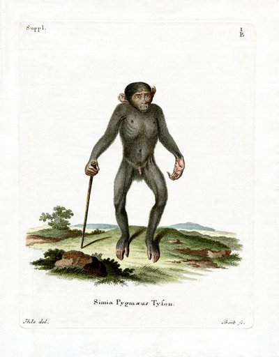 Chimpanzee door German School