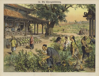 Chinese theeplantage door German School