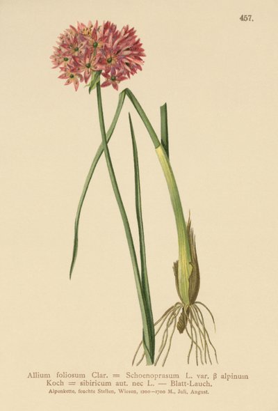 Bieslook (Allium foliosum, Allium Schoenoprasum var. alpinum, Allium sibiricum) door German School