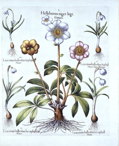 Kerstroos en Sneeuwklokvariaties, uit Hortus Eystettensis, door Basil Besler, 1613 door German School