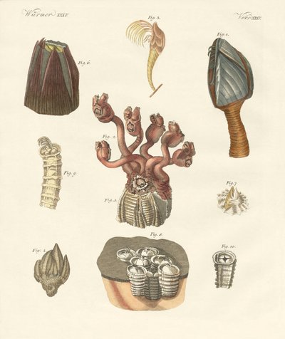 Cirrhipodas, borstelwormen of brachiopoden door German School