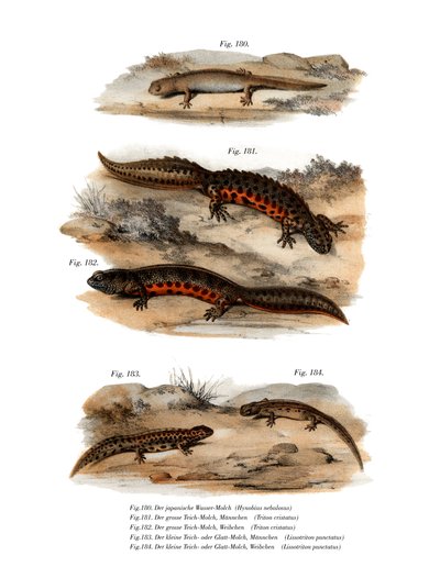 Gesluierde Salamander door German School