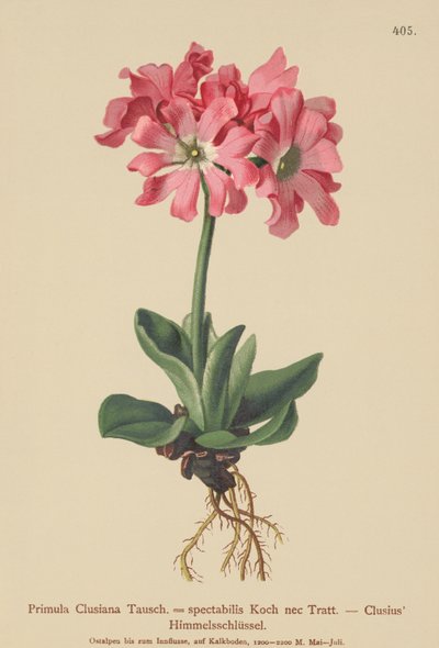 Clusiana Sleutelbloem (Primula Clusiana, Primula spectabilis) door German School