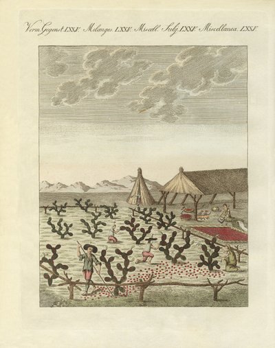 Het verzamelen van cochenilles door German School
