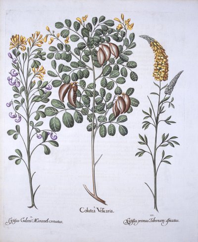 Coluteaboom en Cytisus variëteiten, uit Hortus Eystettensis, door Basil Besler, 1613 door German School