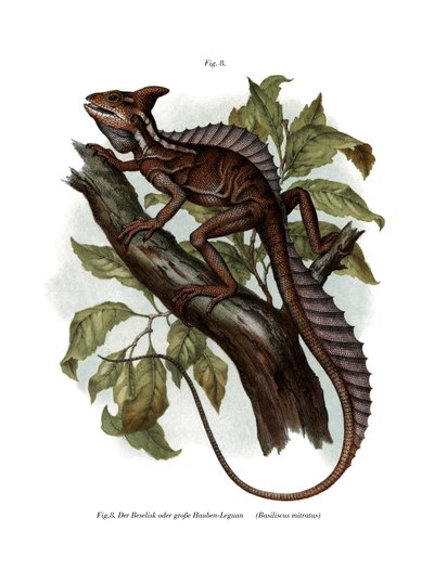 Gewone basilisk door German School