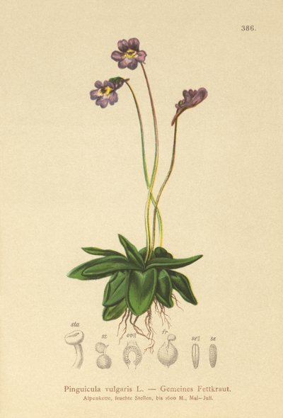 Gewoon Vetblad (Pinguicula vulgaris) door German School