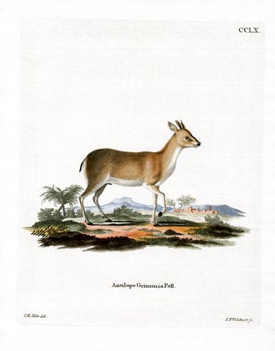 Gewone Duiker door German School