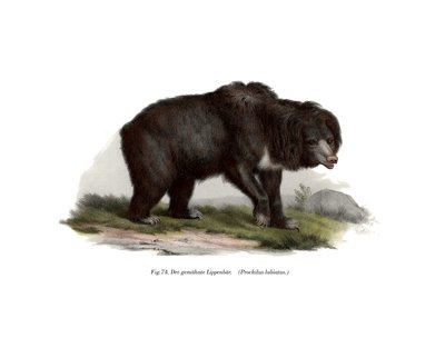 Indische Luiaardbeer, 1860 door German School