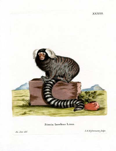 Gewone Marmoset door German School
