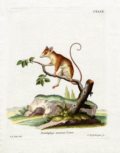 Gewone muis opossum door German School