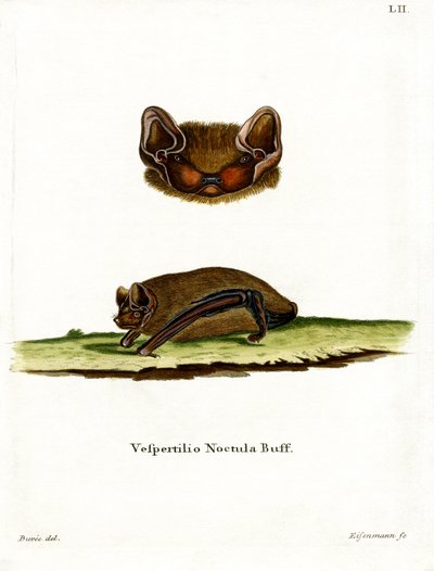 Gewone Noctule Vleermuis door German School