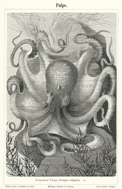 Gewone octopus door German School