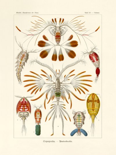 Copepoda door German School