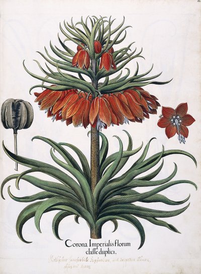 Corona Imperialis Florum, 1613 door German School
