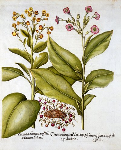 Veenbes en Bloeiende Tabak, uit Hortus Eystettensis, door Basil Besler, 1613 door German School