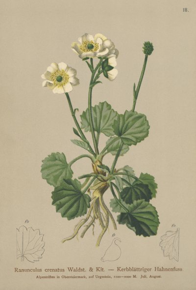 Gekartelde Boterbloem door German School