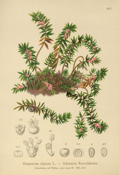 Kraaiheide (Empetrum nigrum) door German School