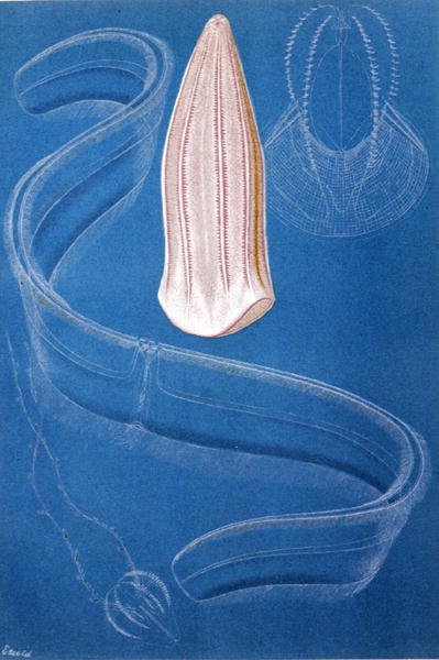 Ctenoforen, plaat uit "Brehms Tierleben: Allgemeine Kunde des Tierreichs", vol.10, p.546, uitgegeven door Bibliographisches Institut door German School