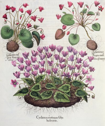 Cyclamen: 1.Cyclamen serotinum foliis hederaceis; 2.Cyclaminus longius radicatus Camerarii; 3.Cyclamen vulgare Panis porcinus, uit de Hortus Eystettensis door Basil Besler (1561-1629), uitgegeven 1613 (gravure) door German School