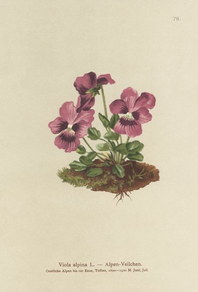 Cyclamen, Alpen Viooltje door German School