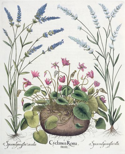 Cyclamen en lavendel: 1.Cyclamen Romanum; 2.Spica vulgaris flore albo; 3.Spica vulgaris flore ceruleo, uit de Hortus Eystettensis door Basil Besler (1561-1629), uitgegeven 1613 door German School