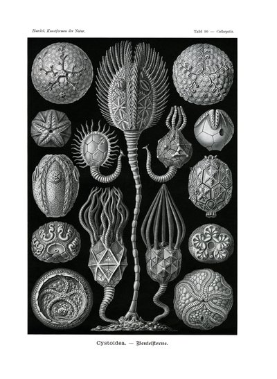 Cystoidea door German School