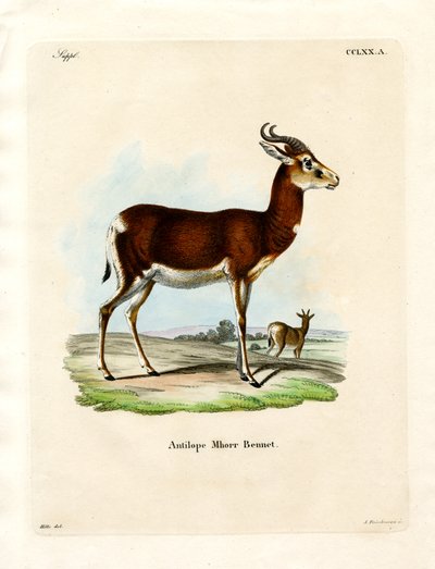Dama Gazelle door German School