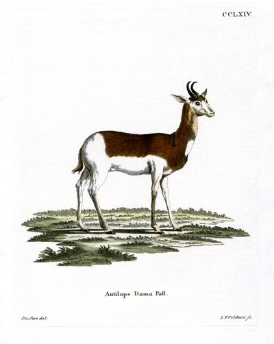 Dama Gazelle door German School
