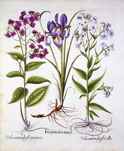 Damastviooltje en Veldiris, uit Hortus Eystettensis, door Basil Besler, 1613 door German School