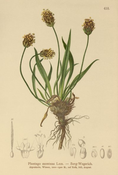 Donkere Weegbree (Plantago atrata, Plantago montana) door German School