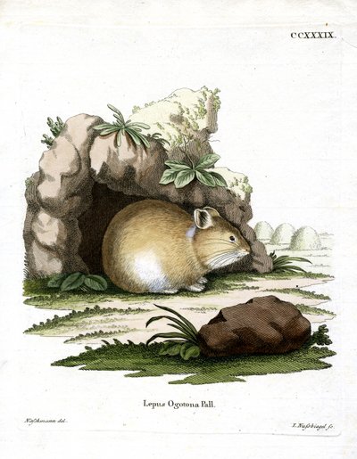 Daurische Pika door German School