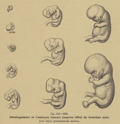 Ontwikkeling van het menselijk embryo in de eerste drie maanden van de zwangerschap door German School