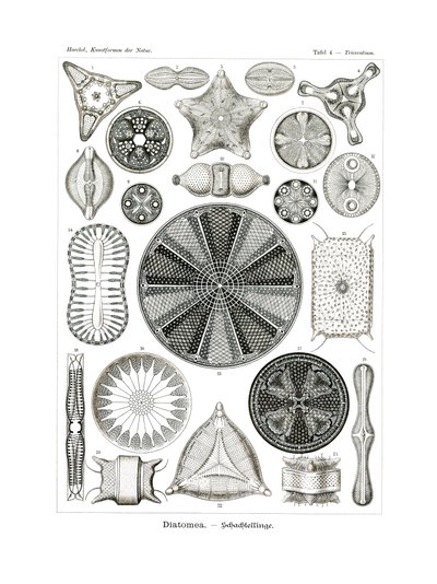 Diatomea, 1899-1904 door German School