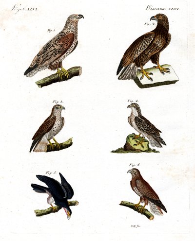 Verschillende soorten roofvogels door German School