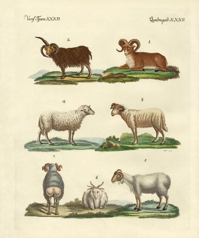 Verschillende soorten schapen door German School