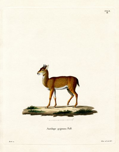 Dik-dik door German School